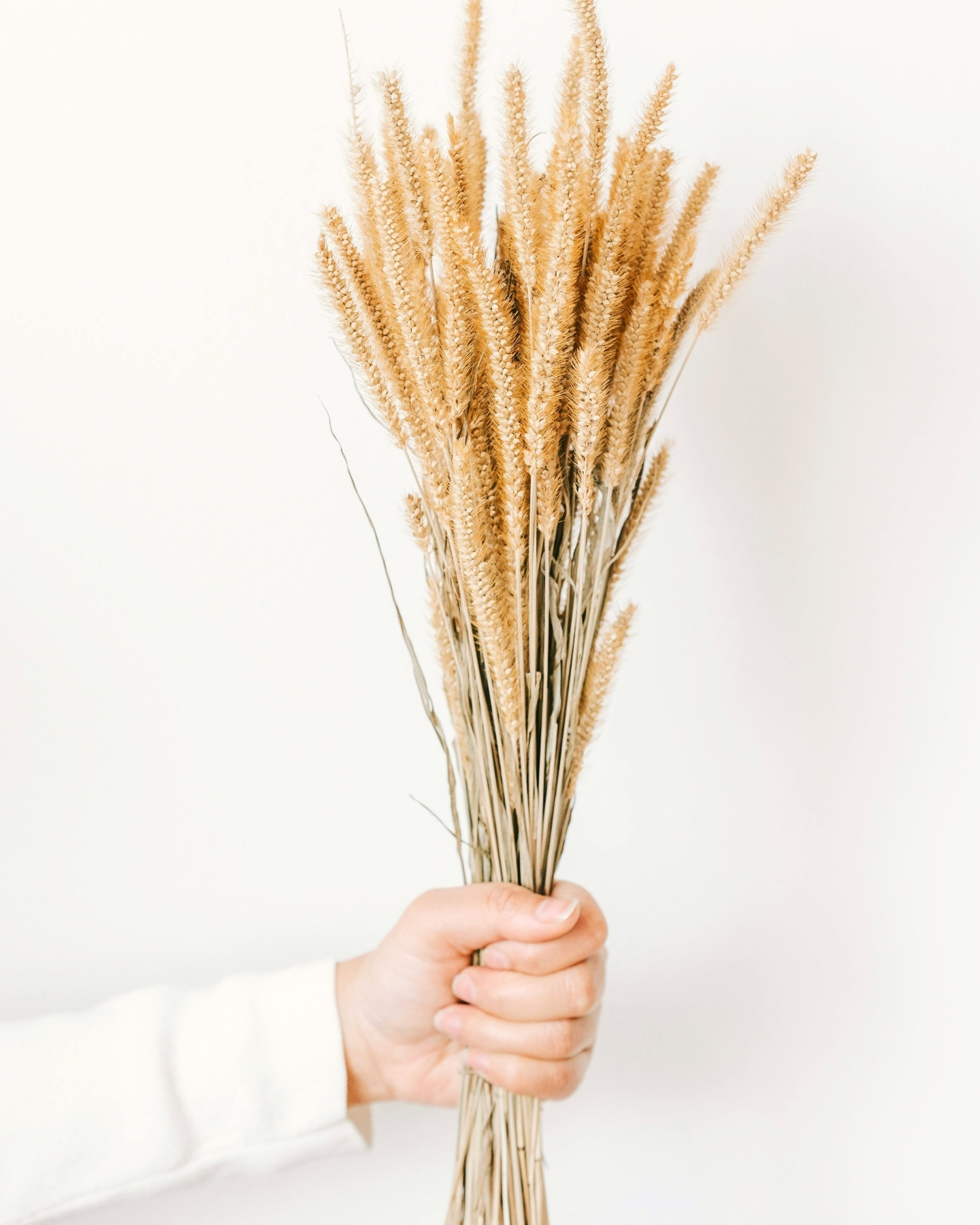 flori-decorative-si-ghiveci